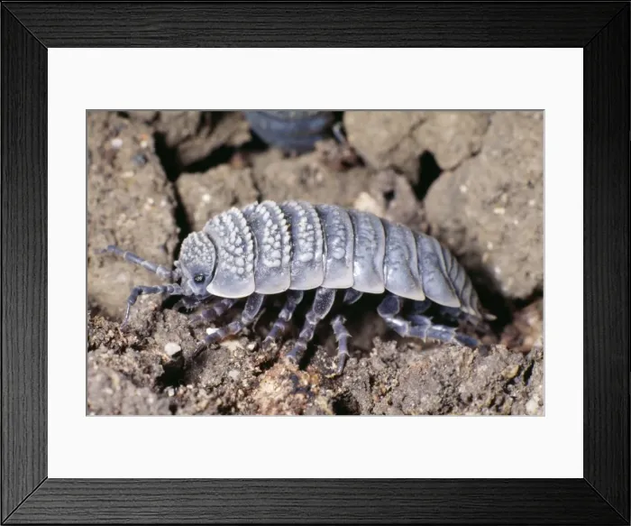 Framed Print : Desert Woodlouse Side view, North Africa & Israel