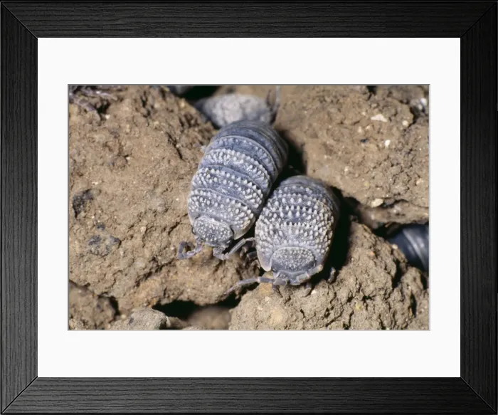 Framed Print : Desert Woodlice North Africa & Israel Framed Print : Desert Woodlice North Africa & Israel
