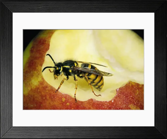 Framed Print : Common Wasp Feeding on Apple core, UK Framed Print : Common Wasp Feeding on Apple core, UK