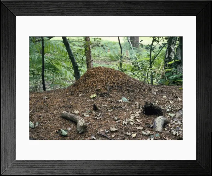 Framed Print : Wood Ant - nest Burnham Beeches, UK Framed Print : Wood Ant - nest Burnham Beeches, UK
