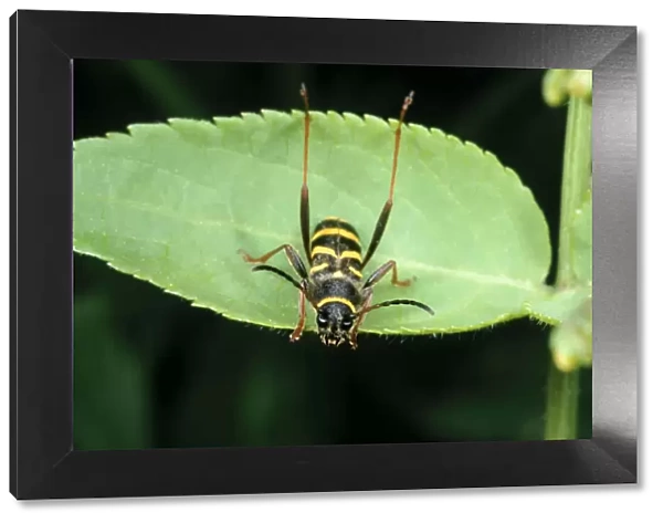 Wasp Mimic Beetle UK