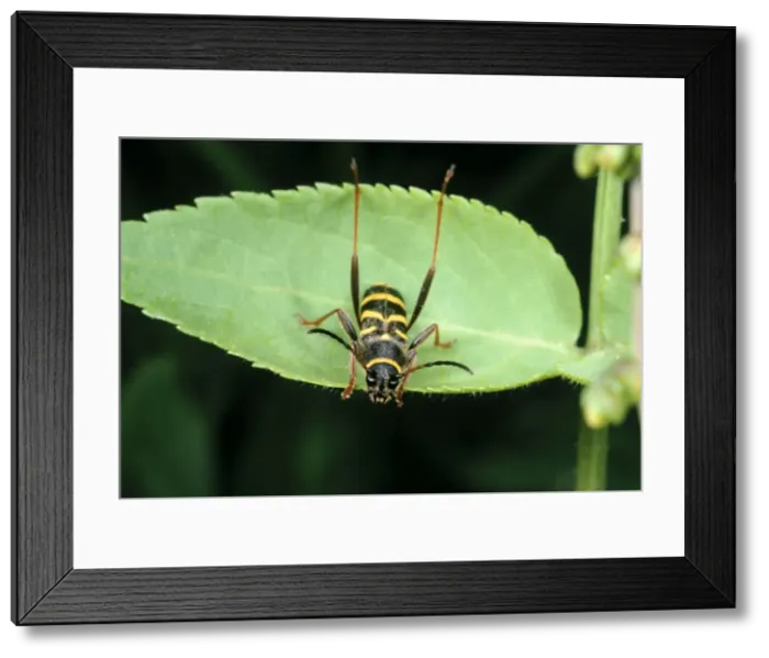 Framed Print : Wasp Mimic Beetle UK Framed Print : Wasp Mimic Beetle UK