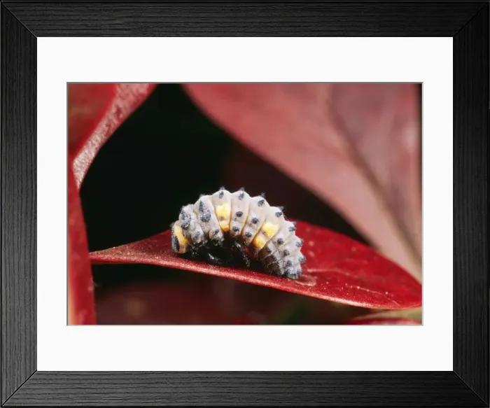 Framed Print : 2-spot Ladybird Larva about to pupate, UK Framed Print : 2-spot Ladybird Larva about to pupate, UK