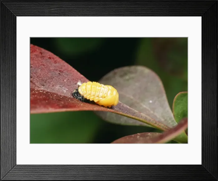 Framed Print : 2-spot Ladybird Recently formed pupa, UK Framed Print : 2-spot Ladybird Recently formed pupa, UK