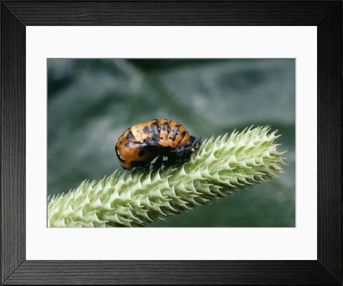 Framed Print : 2-spot Ladybird Pupa UK Framed Print : 2-spot Ladybird Pupa UK