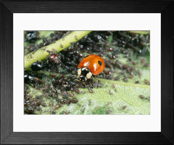 Framed Print : 2-spot Ladybird - feeding on aphids UK Framed Print : 2-spot Ladybird - feeding on aphids UK