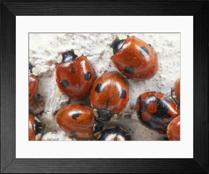 Framed Print : 2-spot Ladybird hibernating group UK Framed Print : 2-spot Ladybird hibernating group UK