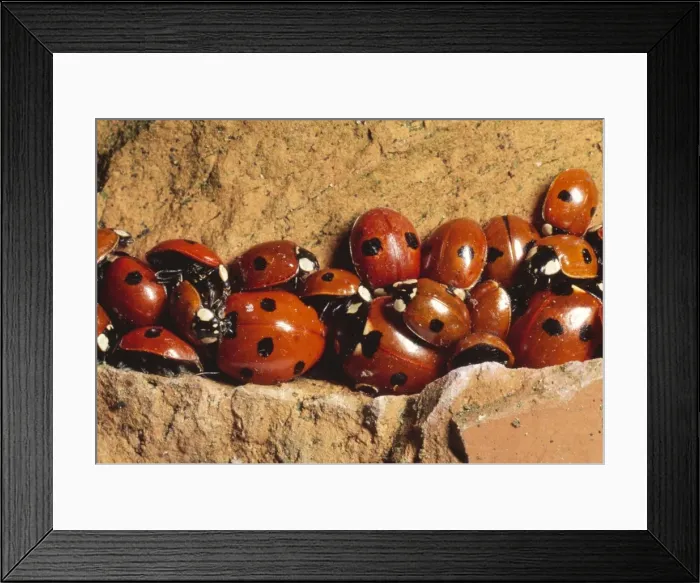 Framed Print : Ladybirds - hibernating UK Framed Print : Ladybirds - hibernating UK