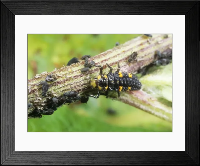 Framed Print : Ladybird Larvae - feeding on aphids UK Framed Print : Ladybird Larvae - feeding on aphids UK