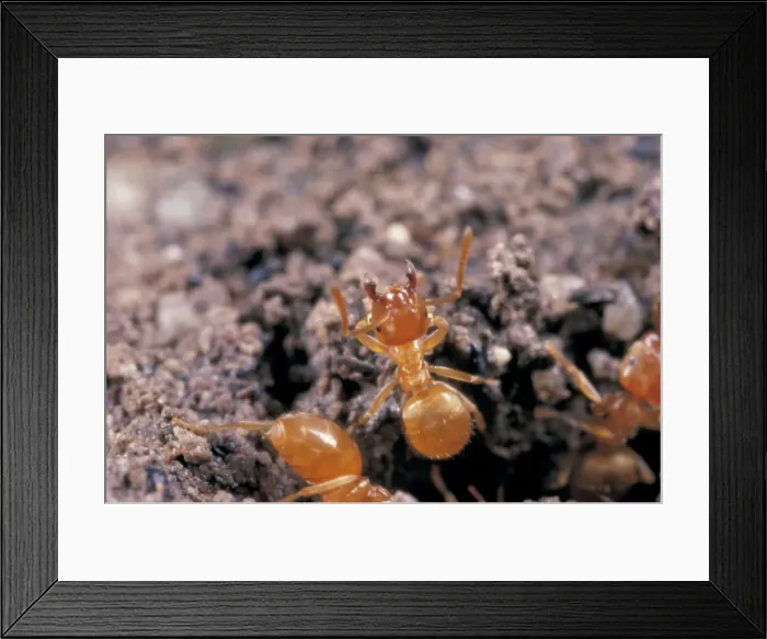 Framed Print : Common Yellow Ant - worker guarding nest, UK
