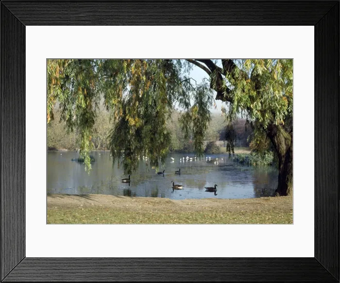 Framed Print : Pond Wandsworth Common, London, UK Framed Print : Pond Wandsworth Common, London, UK