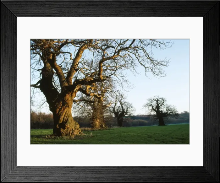 Framed Print : Sweet Chestnut Tree - remnants of ancient avenue. East Sussex, UK Framed Print : Sweet Chestnut Tree - remnants of ancient avenue. East Sussex, UK