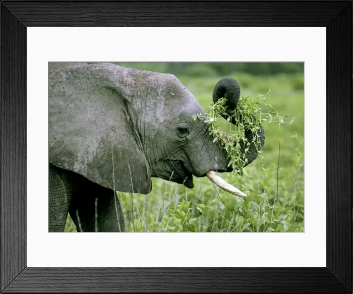 Framed Print : Young Elephant - Playing with food - Ruaha National Park - Tanzania - Africa Framed Print : Young Elephant - Playing with food - Ruaha National Park - Tanzania - Africa