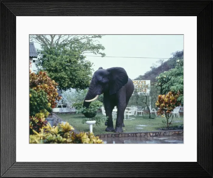 Framed Print : African Elephant - In garden. Lake Kariba, Zimbabwe, Africa Framed Print : African Elephant - In garden. Lake Kariba, Zimbabwe, Africa