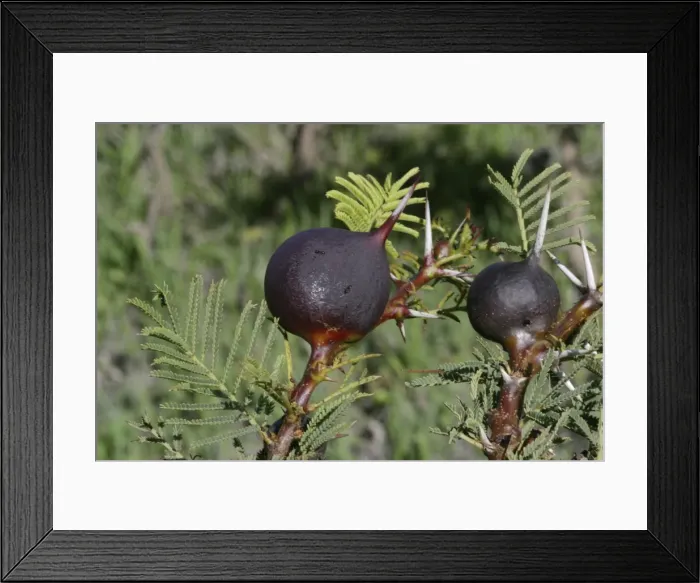 Framed Print : Whistling Thorn Stinging Ants STA 49 On Acacia Gall Plant (Acacia drepanolobiun) © Augusto Leandro Stanzani / ardea. com Framed Print : Whistling Thorn Stinging Ants STA 49 On Acacia Gall Plant (Acacia drepanolobiun) © Augusto Leandro Stanzani / ardea. com