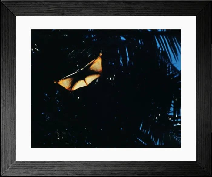 Framed Print : Flying Lemur Indochina - Java, Borneo Framed Print : Flying Lemur Indochina - Java, Borneo