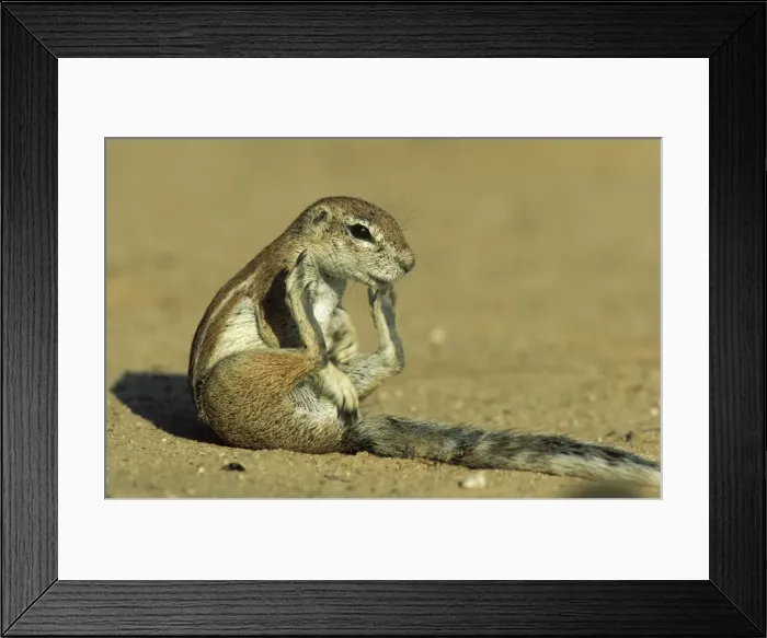 Framed Print : Cape Ground Squirrel - Grooming female. Kalahari Desert, Kgalagadi Transfrontier Park, South Africa