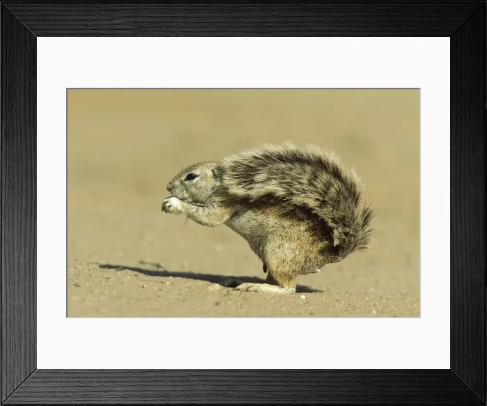 Framed Print : Cape Ground Squirrel - Feeding female; the erected tail is used as a sunshade. Kalahari Desert, Kgalagadi Transfrontier Park, South Africa Framed Print : Cape Ground Squirrel - Feeding female; the erected tail is used as a sunshade. Kalahari Desert, Kgalagadi Transfrontier Park, South Africa