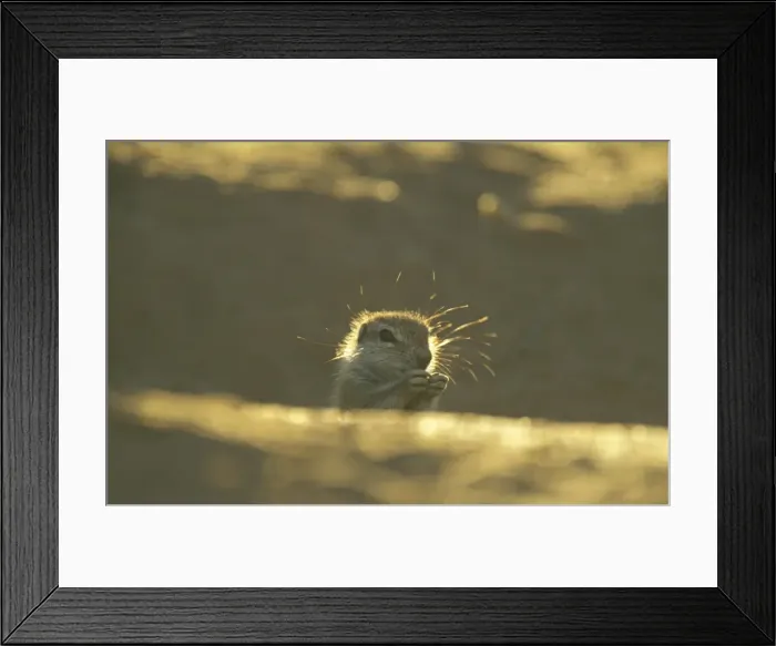 Framed Print : Cape Ground Squirrel - Young at the burrow, feeding. Kalahari Desert, Kgalagadi Transfrontier Park, South Africa Framed Print : Cape Ground Squirrel - Young at the burrow, feeding. Kalahari Desert, Kgalagadi Transfrontier Park, South Africa