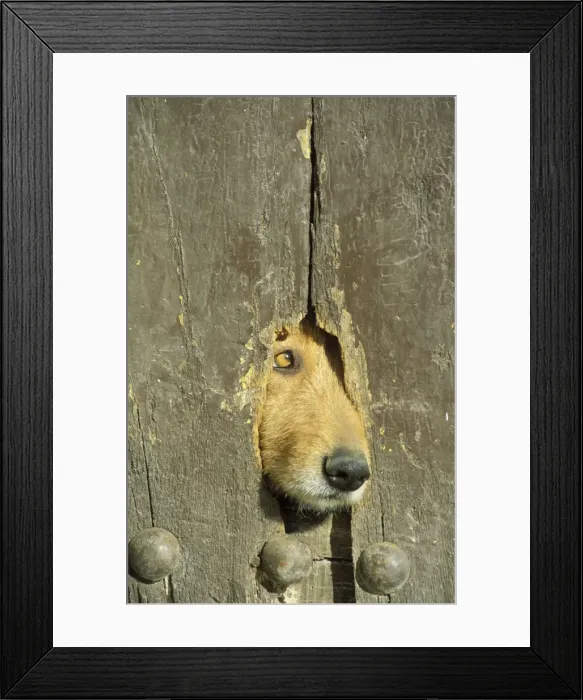 Framed Print : Guard dog - Spain - A hole in a wooden door of a farmhouse in the Alpujarras region is used by the housedogs as a look-out. Province of Granada, Andalucia, Spain Framed Print : Guard dog - Spain - A hole in a wooden door of a farmhouse in the Alpujarras region is used by the housedogs as a look-out. Province of Granada, Andalucia, Spain