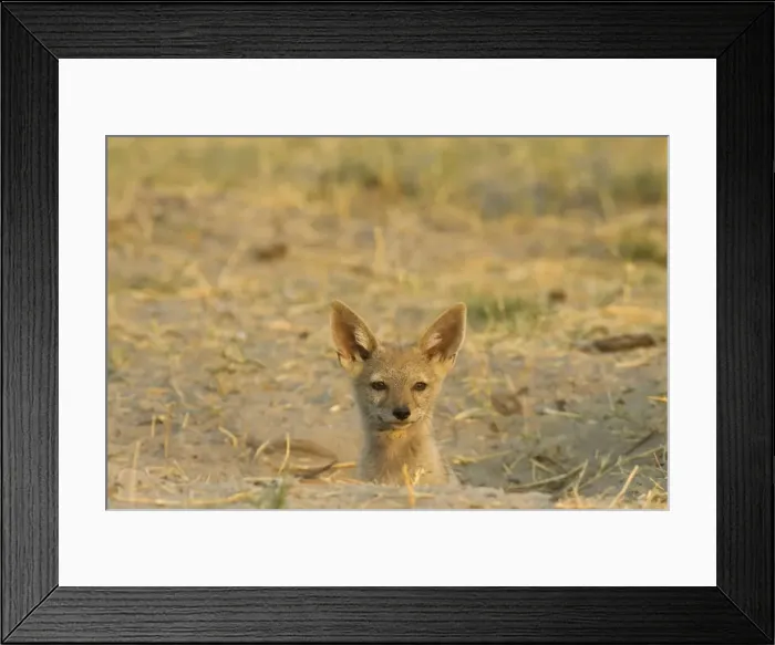 Framed Print : Black-backed Jackal - Puppy at the entrance of its burrow. Chobe National Park, Botswana Framed Print : Black-backed Jackal - Puppy at the entrance of its burrow. Chobe National Park, Botswana