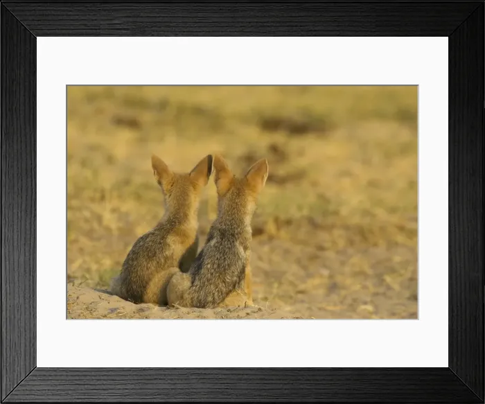 Framed Print : Black-backed Jackal - 2 puppies at the entrance of their burrow. Chobe National Park, Botswana Framed Print : Black-backed Jackal - 2 puppies at the entrance of their burrow. Chobe National Park, Botswana