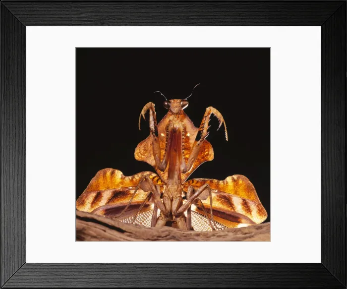 Framed Print : Praying Mantis - threat display Framed Print : Praying Mantis - threat display