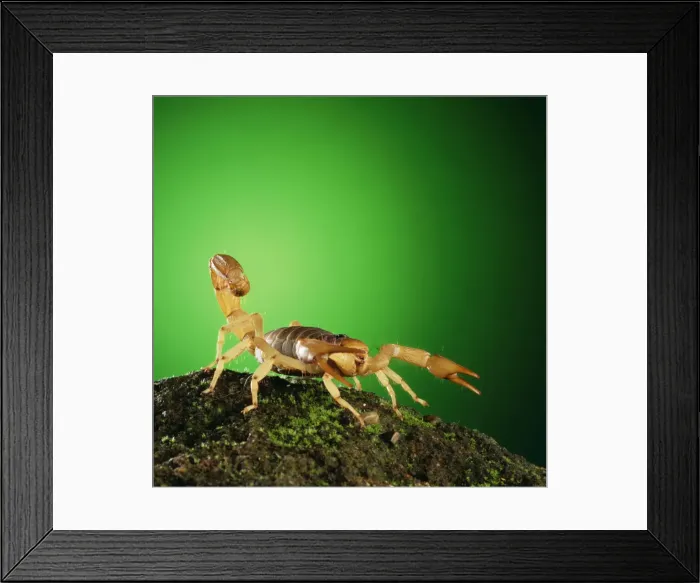 Framed Print : Scorpion. TEA-7. Scorpion - tail raised. Andy Teare Framed Print : Scorpion. TEA-7. Scorpion - tail raised. Andy Teare