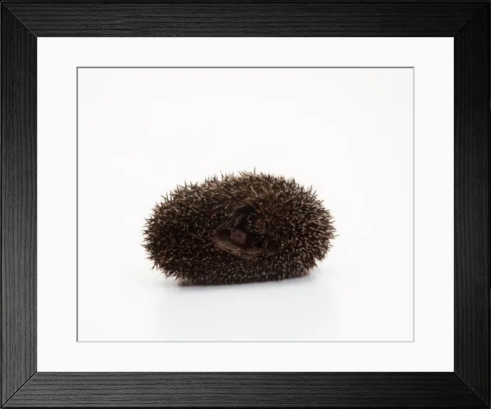 Framed Print : Hedgehog. TEA-95. HEDGEHOG - rolled up in studio Framed Print : Hedgehog. TEA-95. HEDGEHOG - rolled up in studio