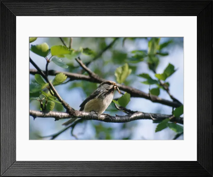 Framed Print : Siberian Tit - with insect in beak