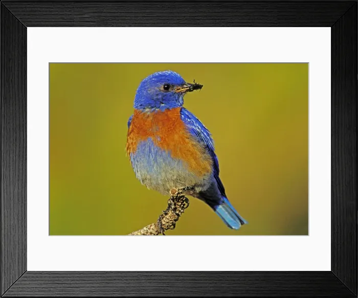 Framed Print : Western bluebird - Male Columbia River Gorge, Oregon, Pacific Northwest, USA. May. B8030 Framed Print : Western bluebird - Male Columbia River Gorge, Oregon, Pacific Northwest, USA. May. B8030