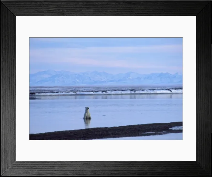 Framed Print : Polar Bear - in Beaufort Sea along the shore of the Arctic National Wildlife Refuge, Alaska. October. Brooks Mountain Range in background. MA2080 Framed Print : Polar Bear - in Beaufort Sea along the shore of the Arctic National Wildlife Refuge, Alaska. October. Brooks Mountain Range in background. MA2080