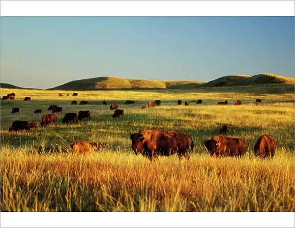American Bison herd. Western U. S. summer. Theodore Roosevelt National Park, North Dakota, USA. MB230