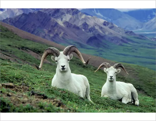 Dall sheep rams Denali National Park, Alaska, USA MS57