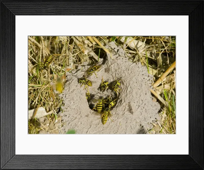 Framed Print : Western Yellowjacket - At nest. Pacific Northwest, USA. Sept. _PTL1498 Framed Print : Western Yellowjacket - At nest. Pacific Northwest, USA. Sept. _PTL1498