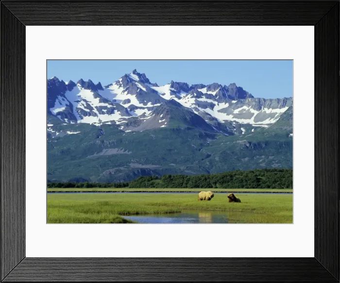 Framed Print : Two young Grizzly Bears in coastal sedge meadow (bears graze heavily in these meadows in late spring-early summer before salmon runs provide main food source), Alaska Peninsula, Alaska. June. MA770 Framed Print : Two young Grizzly Bears in coastal sedge meadow (bears graze heavily in these meadows in late spring-early summer before salmon runs provide main food source), Alaska Peninsula, Alaska. June. MA770