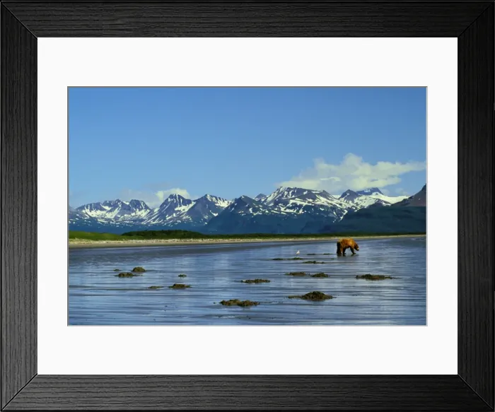 Framed Print : Grizzly Bear digging razor clams on Alaskan beach MA918 Framed Print : Grizzly Bear digging razor clams on Alaskan beach MA918
