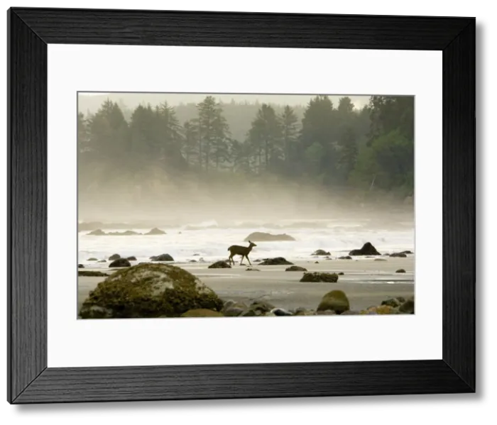 Framed Print : Black-tailed Deer - doe walking along Olympic National Park beach. Washington, USA. _TPL2590 Framed Print : Black-tailed Deer - doe walking along Olympic National Park beach. Washington, USA. _TPL2590