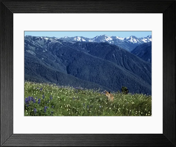 Framed Print : Black-tailed Deer - fawn in subalpine meadow, summer. Olympic National Park, Washington, USA. MD144 Framed Print : Black-tailed Deer - fawn in subalpine meadow, summer. Olympic National Park, Washington, USA. MD144