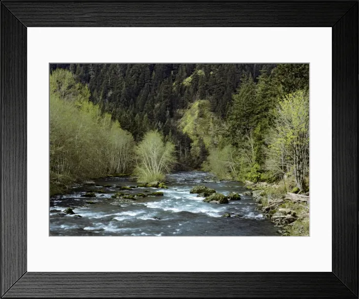 Framed Print : USA - Elwha River between Lake Mills and Lake Aldwell, Spring. Olympic National Park, Washington. S5404 Framed Print : USA - Elwha River between Lake Mills and Lake Aldwell, Spring. Olympic National Park, Washington. S5404