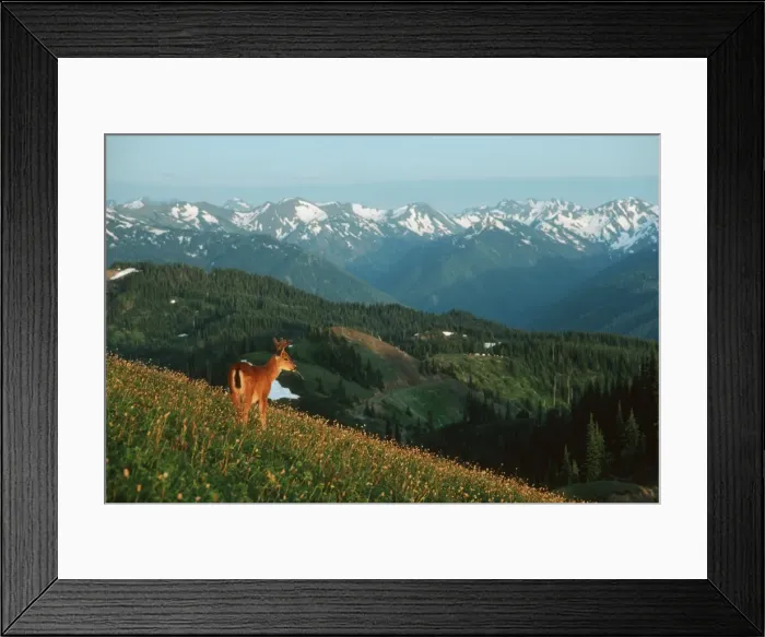 Framed Print : Black-tail Deer - buck in alpine meadow covered with bistort flowers, summer. Olympic national park; Washington, USA. MD351 Framed Print : Black-tail Deer - buck in alpine meadow covered with bistort flowers, summer. Olympic national park; Washington, USA. MD351