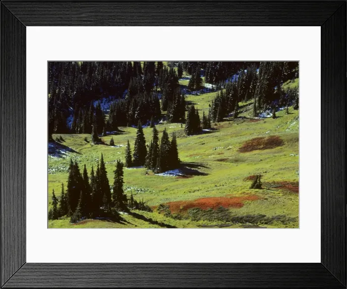 Framed Print : USA - subalpine meadow dotted with Subalpine firs, September. Olympic National Park Washington. SO70 Framed Print : USA - subalpine meadow dotted with Subalpine firs, September. Olympic National Park Washington. SO70
