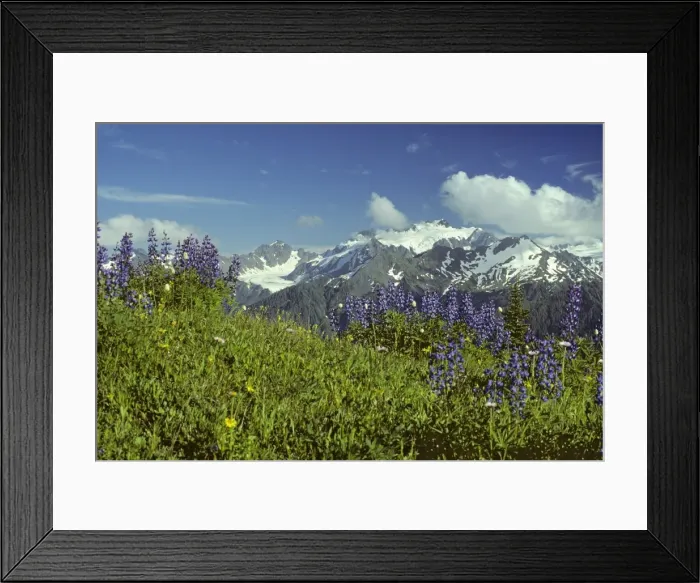 Framed Print : USA - Mount Olympus from High Divide, Summer. Olympic National Park, Washington. SO22 Framed Print : USA - Mount Olympus from High Divide, Summer. Olympic National Park, Washington. SO22