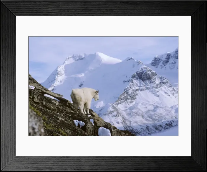 Framed Print : Mountain Goat - surveys his mountain world high in the Northern Rockies, autumn. Jasper National Park, Alberta, Canada. MG389 Framed Print : Mountain Goat - surveys his mountain world high in the Northern Rockies, autumn. Jasper National Park, Alberta, Canada. MG389
