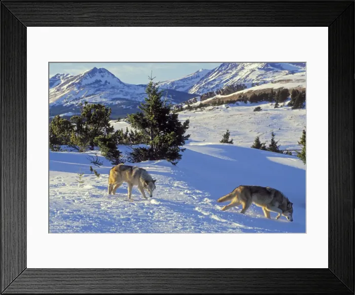 Framed Print : Two Gray Wolves (Canis lupus) in snow near Glacier National Park, MT. Winter. North America Framed Print : Two Gray Wolves (Canis lupus) in snow near Glacier National Park, MT. Winter. North America