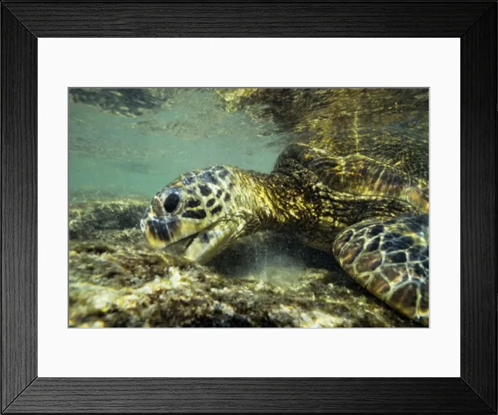 Framed Print : Green Sea Turtle - feeding on algae underwater. Hawaii. C445 Framed Print : Green Sea Turtle - feeding on algae underwater. Hawaii. C445