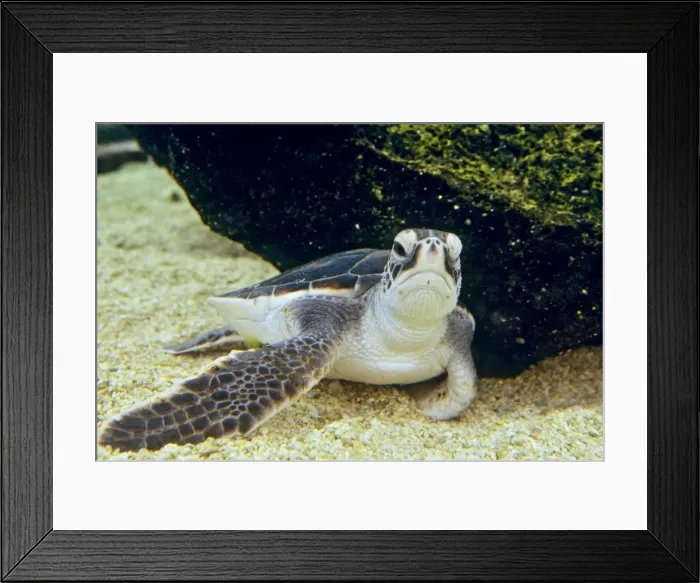 Framed Print : Green Sea Turtle - Young, resting underwater. C541 Framed Print : Green Sea Turtle - Young, resting underwater. C541