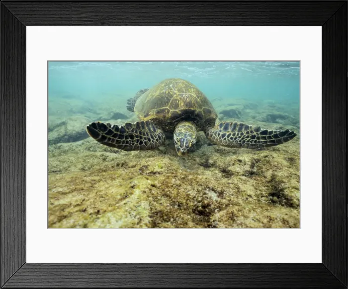 Framed Print : Green Sea Turtle - feeding on algae underwater. Hawaii. C530 Framed Print : Green Sea Turtle - feeding on algae underwater. Hawaii. C530