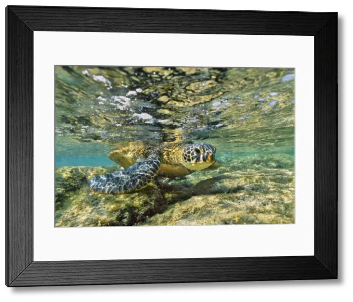 Framed Print : Green Sea turtle - feeding on algae along shoreline rocks. Hawaii. KB4785 Framed Print : Green Sea turtle - feeding on algae along shoreline rocks. Hawaii. KB4785