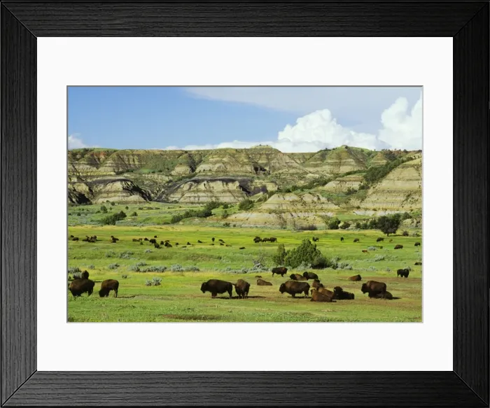 Framed Print : Bison - herd Theodore Roosevelt National Park, North Dakota, USA. MB211 Framed Print : Bison - herd Theodore Roosevelt National Park, North Dakota, USA. MB211